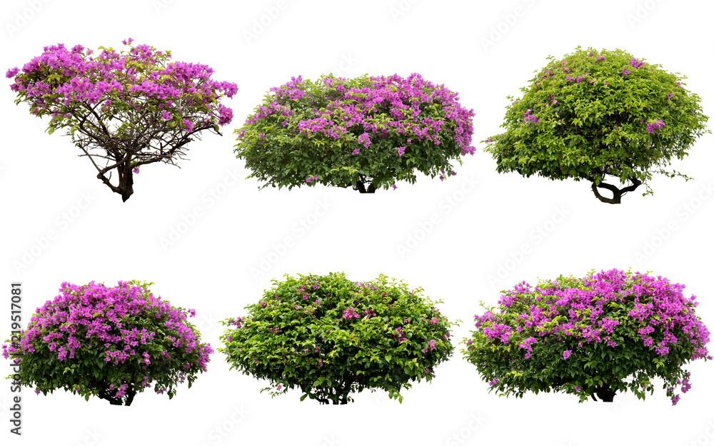Pink flowers or Fueng Fah flower isolate background with Clipping Path. - obrazy, fototapety, plakaty 