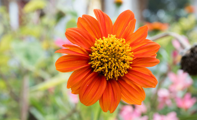 Wall Mural - orange flowers are blooming close up