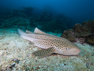 Wall Mural - Leopard Shark resting on the sandy bottom