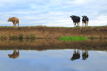 Wall Mural - British Friesian cows graze on the farmland around river Axe in East Devon