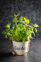 Wall Mural - Fresh green mint herbs in small wooden backed