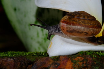 Snail life crawling on green grass with red brick in the garden