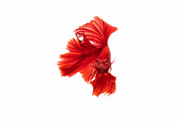 Wall Mural - The moving moment beautiful of red siamese betta fish in thailand on isolated white background. 