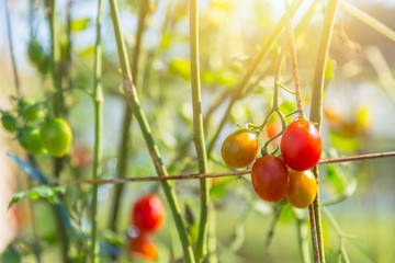 Wall Mural - Cherry tomato small mini size plant grow in backyard
