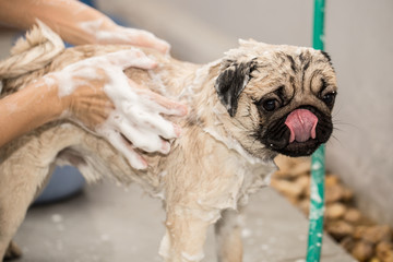 Wall Mural - cute dog pug breed take a bath feeling so happiness and enjoy