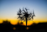 Fototapeta Dmuchawce - Silhouette of a dandelion at sunset in nature summer day