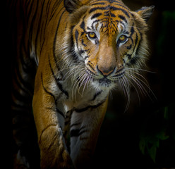 Fotomurali - Tiger portrait in front of black background