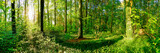 Forest panorama in summer with bright sun shining through the trees