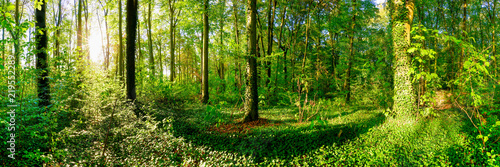 Fototapeta Forest panorama in summer with bright sun shining through the trees