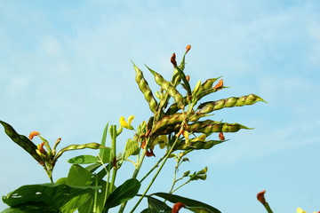 Wall Mural - pigon pea or tuvar beans vegetable on plant