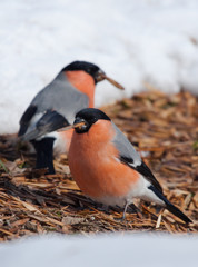 Wall Mural - Bullfinches (Pyrrhula pyrrhula) on the ground with maple seeds