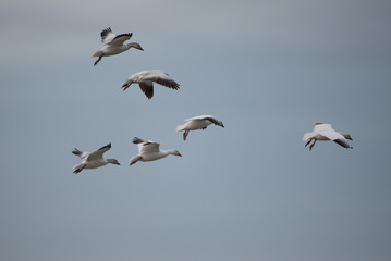 Wall Mural - Flying white geese in sky