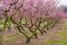 Frost Damaged Peach Blossoms In Southern Maryland Usa