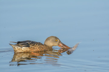 Female northern shoveler duck swimming in lake