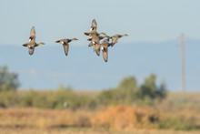 Flying Flock Of Wild Brown Ducks