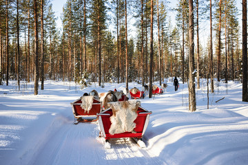 Poster - Reindeer Safari Sledding in Winter Forest at Rovaniemi Finland Lapland