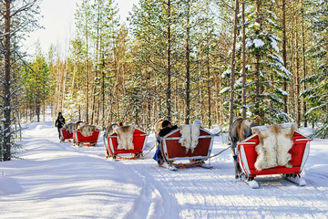 Poster - Reindeer Safari Sledding in Winter Forest in Rovaniemi Finland Lapland