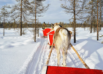 Poster - Reindeer Safari Sledge Winter Forest in Rovaniemi Finland Lapland