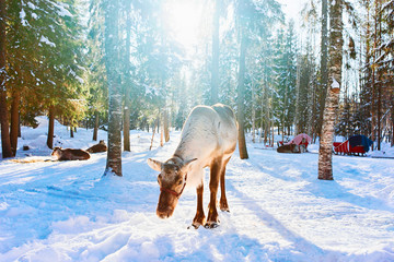 Poster - Reindeer in Snow Forest at Rovaniemi Finland Lapland