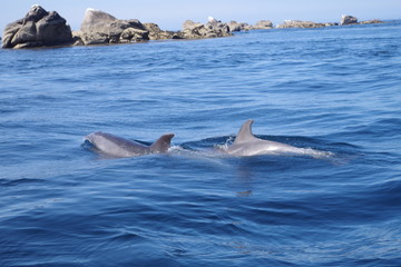 Dauphins dans la chaussée de Sein