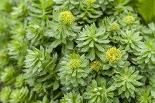 Green Stems Of Rhodiola Rosea In Spring, Close-up.