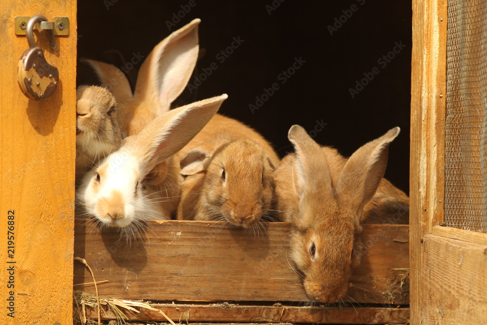 hodowla królików - obrazy, fototapety, plakaty 