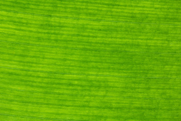 Wall Mural - close up banana leaves on background texture.