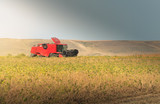 Fototapeta Sawanna - Harvesting of soybean field with combine