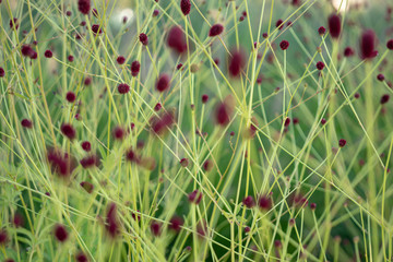 Wall Mural - Small claret flowers on a green background.