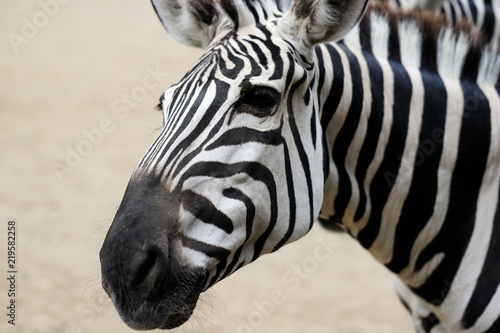 Zdjęcie XXL Portret afrykańska pasiasta żakiet zebra