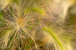 © sandipruel - Yellow ears of wild grass.