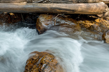 Wall Mural - Wild Idaho river in the wilderness flows over rocks and logs
