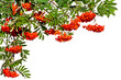 Hanging twigs of rowan with red fruits on a white background. Summer. Autumn. Background.
