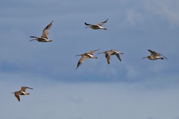 Poster - Flock of Curlews flying over