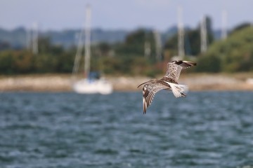 Poster - Curlew in flight