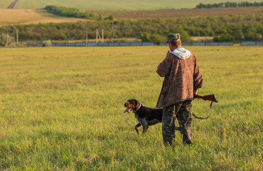 Hunter with a German trotter and spaniel, hunting a pheasant with dogs