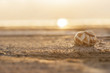 Burdur Gölü kumda salyangoz kabuğu ve gün batımı
Snail shell with sand and sunset on the Burdur Lake in Turkey
