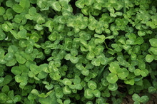Spring Crops Of A Young Clover