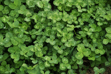 spring crops of a young clover