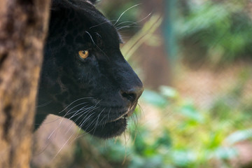 Sticker - Onça Pintada / Jaguar (Panthera onca)