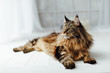 Maine Coon cat on white background