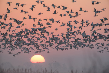 Wall Mural - Crowd of wild birds against sunset sky