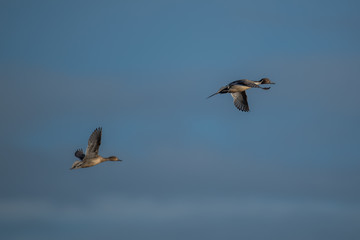 Wall Mural - Flying pintail ducks in blue sky