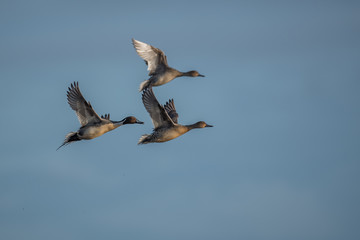 Wall Mural - Flying graceful ducks in blue sky