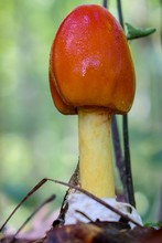 Closeup Of The Early Growth Stage Of An American Caesars's Mushroom, Amanita Jacksonii, Sprouting From The Volva With A Red-orange Bulbous Cap At Yates Mill County Park In Raleigh North Carolina