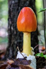 Early Growth Stage Of An American Caesars's Mushroom, Amanita Jacksonii, Emerging From The Volva With Beautiful Red-orange Bulbous Cap At Yates Mill County Park In Raliegh North Carolina