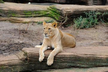 Wall Mural - Lion