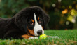 Bernese Mountain Dog puppy outdoor portrait lying down in grass with ball