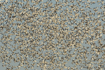 Wall Mural - Crowded sky with snow geese