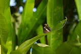 Indonesia Butterfly